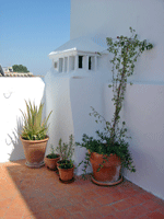 Terrace plants